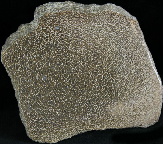 Polished Agatized Dinosaur Bone Slab - #25198